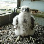Baby peregrine falcon inside his nest at Marine Parkway-Gil Hodges Memorial Bridge.